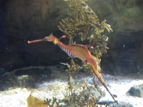 SEA LIFE Sydney Aquarium Entrance Ticket - Accommodation Search 12