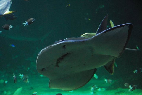 SEA LIFE Sydney Aquarium Entrance Ticket - Accommodation Search 20