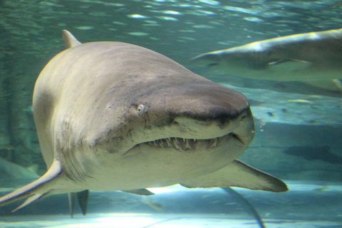 SEA LIFE Sydney Aquarium Entrance Ticket - Accommodation Search 5