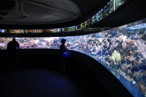 SEA LIFE Sydney Aquarium Entrance Ticket - Accommodation Search 23