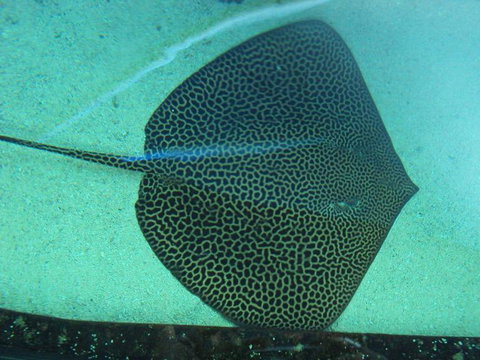 SEA LIFE Sydney Aquarium Entrance Ticket - Accommodation Search 16