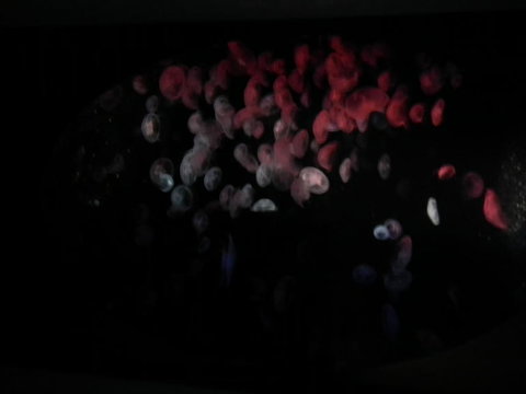 SEA LIFE Sydney Aquarium Entrance Ticket - Accommodation Search 11