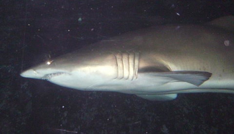 SEA LIFE Sydney Aquarium Entrance Ticket - Accommodation Search 19