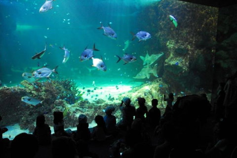 SEA LIFE Sydney Aquarium Entrance Ticket - Accommodation Search 21