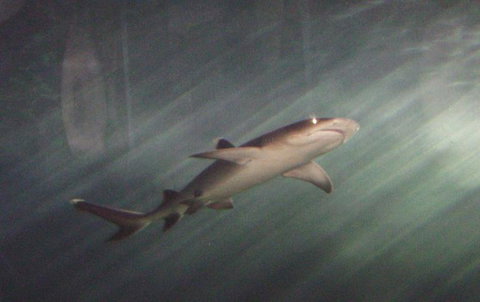 SEA LIFE Sydney Aquarium Entrance Ticket - Accommodation Search 17