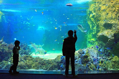 SEA LIFE Sydney Aquarium Entrance Ticket - Accommodation Search 15