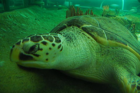 SEA LIFE Sydney Aquarium Entrance Ticket - Accommodation Search 25