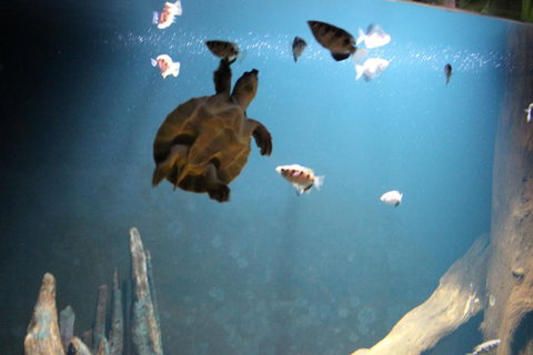 SEA LIFE Sydney Aquarium Entrance Ticket - Accommodation Search 4