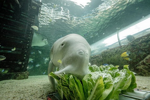 SEA LIFE Sydney Aquarium Entrance Ticket - Accommodation Search 34