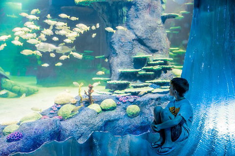 SEA LIFE Sydney Aquarium Entrance Ticket - Accommodation Search 28