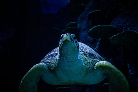 SEA LIFE Sydney Aquarium Entrance Ticket - Accommodation Search 33