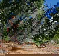 Scorpion Trail Kalamunda Mountain Bike Trails - Accommodation Search