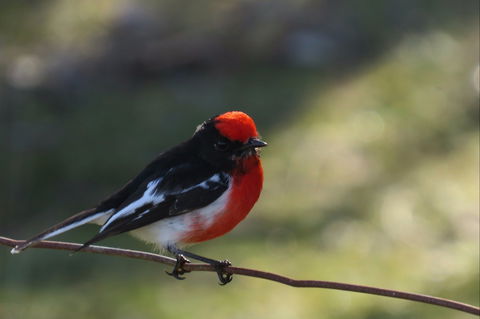 Weddin Bird Trails - Accommodation Search 0