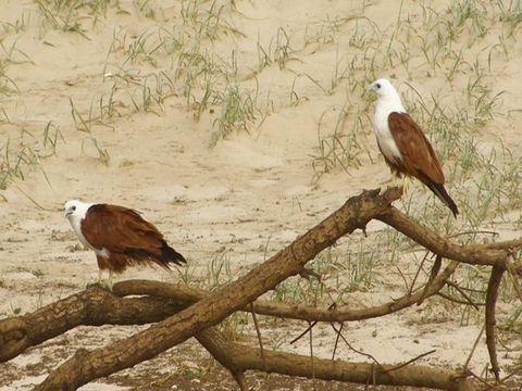 Broadwater National Park - Accommodation Search 2