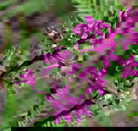 Cassinia Walking Track - Accommodation Search