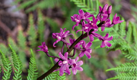 Cassinia Walking Track - Accommodation Search 0