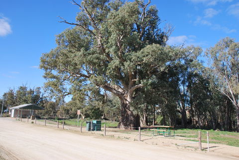 Giant Gum Tree - Accommodation Search 0