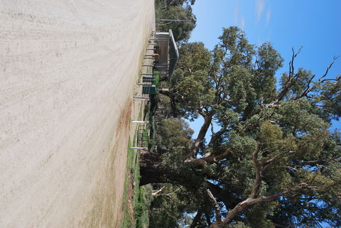 Giant Gum Tree - Accommodation Search 1