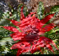Inverawe Native Gardens - Accommodation Search
