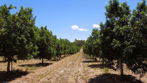 MacNuts WA Shop And Factory - Accommodation Search 0