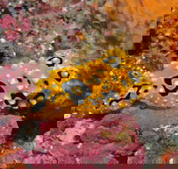 Magic Mountain Dive Site - Accommodation Search