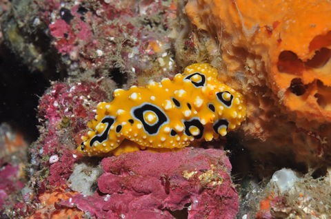 Magic Mountain Dive Site - Accommodation Search 0