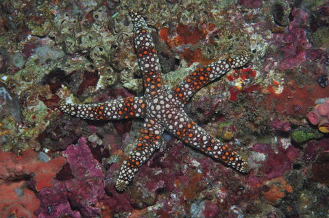 Magic Mountain Dive Site - Accommodation Search 1