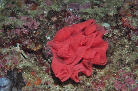 Magic Mountain Dive Site - Accommodation Search 2