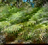 Mungo Rainforest Walk - Accommodation Search