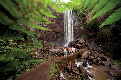 Queen Mary Falls Circuit, Main Range National Park - Accommodation Search 0