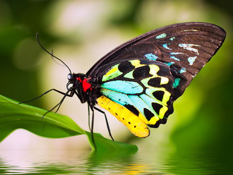Australian Butterfly Sanctuary - Accommodation Search 1