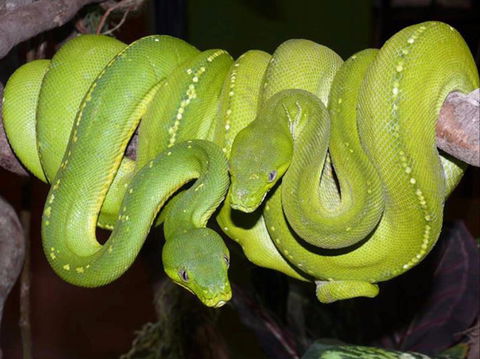 Canberra Reptile Zoo - Accommodation Search 1