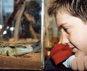 Canberra Reptile Zoo - Accommodation Search 2