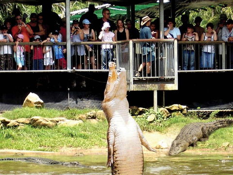 Crocodylus Park And Zoo - Accommodation Search 0