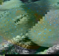 Fitzroy Island Dive Site - Accommodation Search