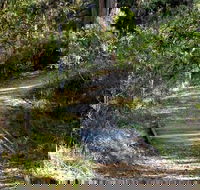 McDirtys Walking Track - Accommodation Search