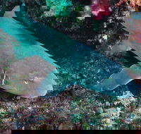 Middle Reef Dive Site - Accommodation Search