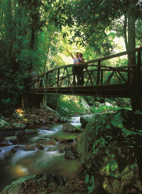 Natural Bridge Circuit, Springbrook National Park - Accommodation Search 1
