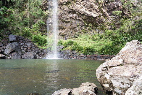 Twin Falls Circuit, Springbrook National Park - Accommodation Search 0