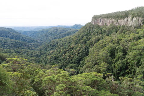 Twin Falls Circuit, Springbrook National Park - Accommodation Search 1