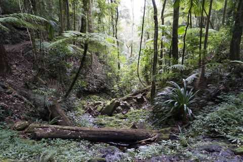 Twin Falls Circuit, Springbrook National Park - Accommodation Search 2