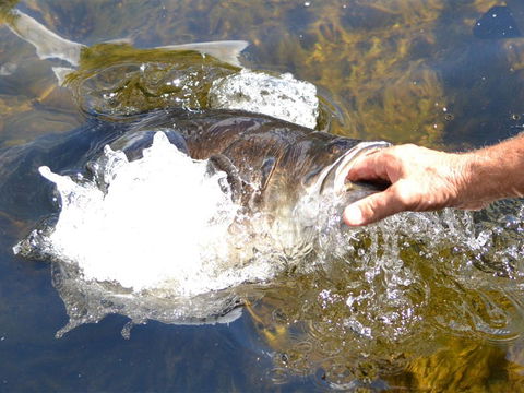 Barra Feeding - Accommodation Search 1