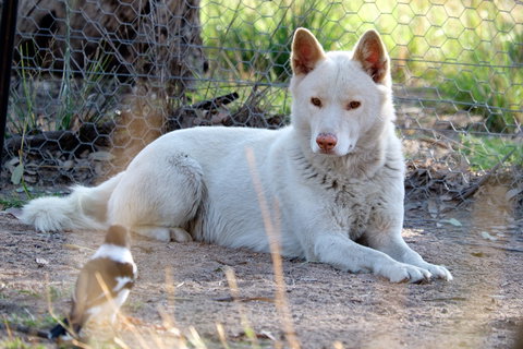 Durong Dingo Sanctuary - Accommodation Search 0