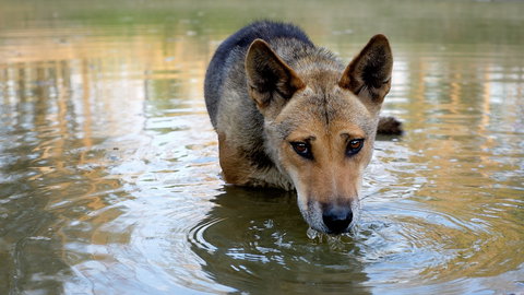 Durong Dingo Sanctuary - Accommodation Search 1