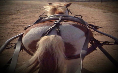 Outback Pony Rides Farm Experience - Accommodation Search 2