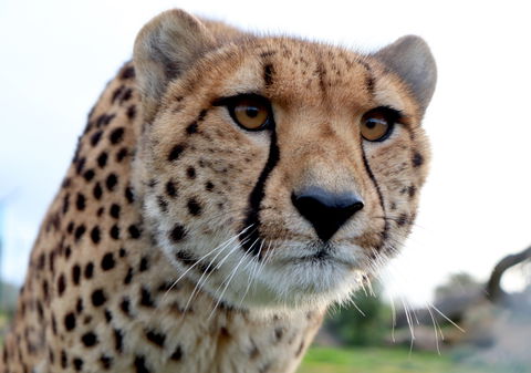 Tasmania Zoo - Accommodation Search 0