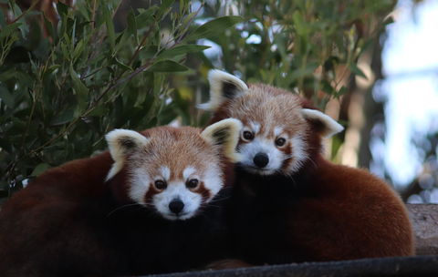 Tasmania Zoo - Accommodation Search 1