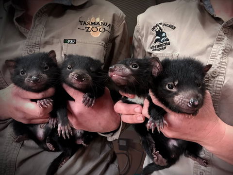 Tasmania Zoo - Accommodation Search 2