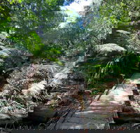 Wirrawilla Rainforest Walk - Accommodation Search