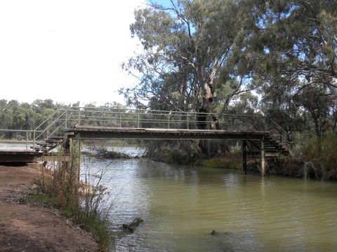 Junction Island Nature Reserve, Canoe Tree And Walking Track - Accommodation Search 0